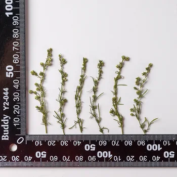  60pcs Presuotų Džiovintų Artemisia capillaris Thunb Herbariumo Lapų Dėl Epoksidinės Dervos Papuošalai Priėmimo Žyma, Veido Makiažas, Nagų Dailės, Amatų
